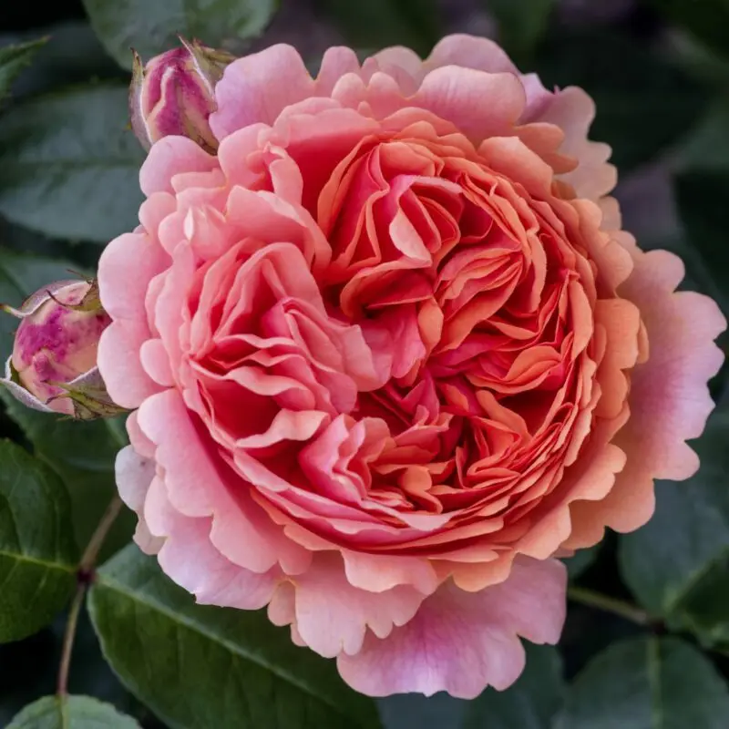 Photo and description of rose Chippendale