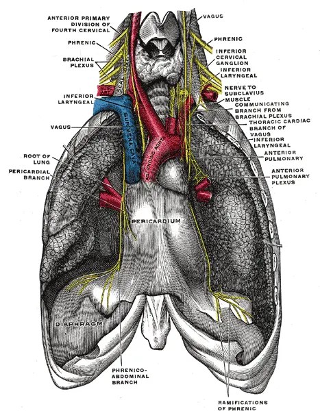 Phrenic nerve