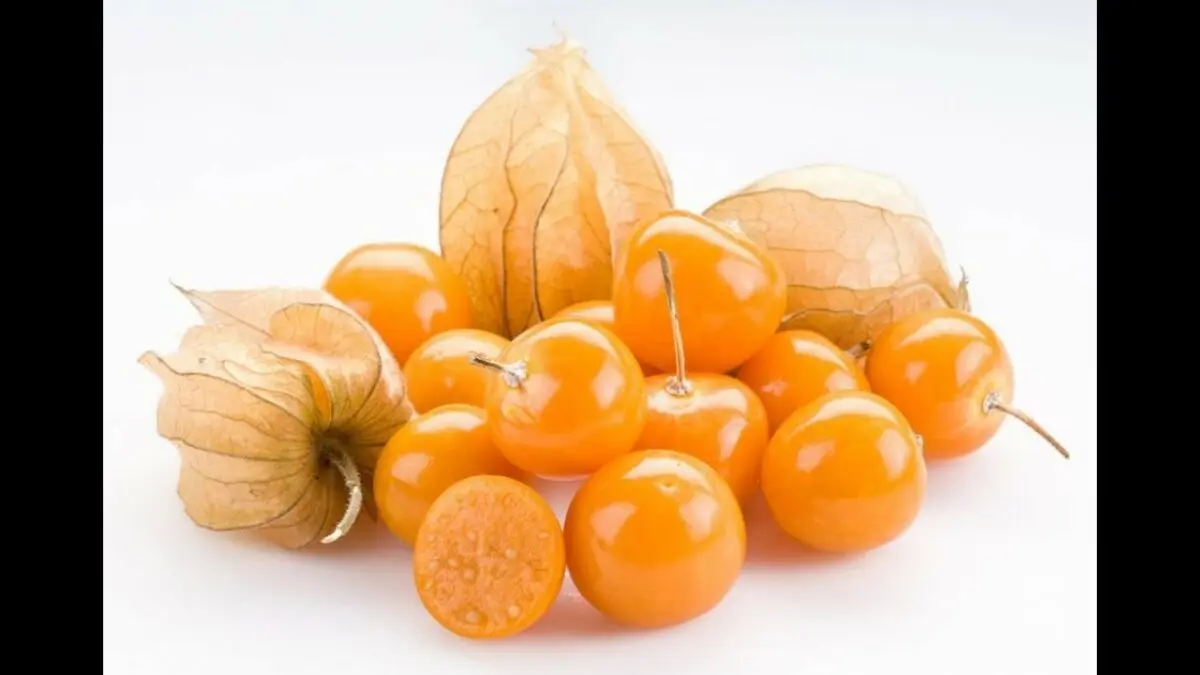 Properties of vegetable physalis. Video