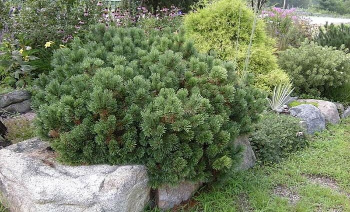 Pine in landscape design: mountain mugus