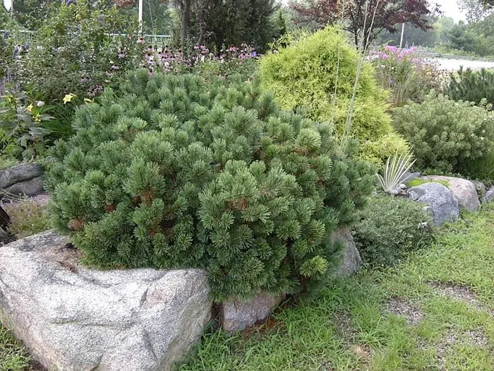 Pine in landscape design: mountain mugus