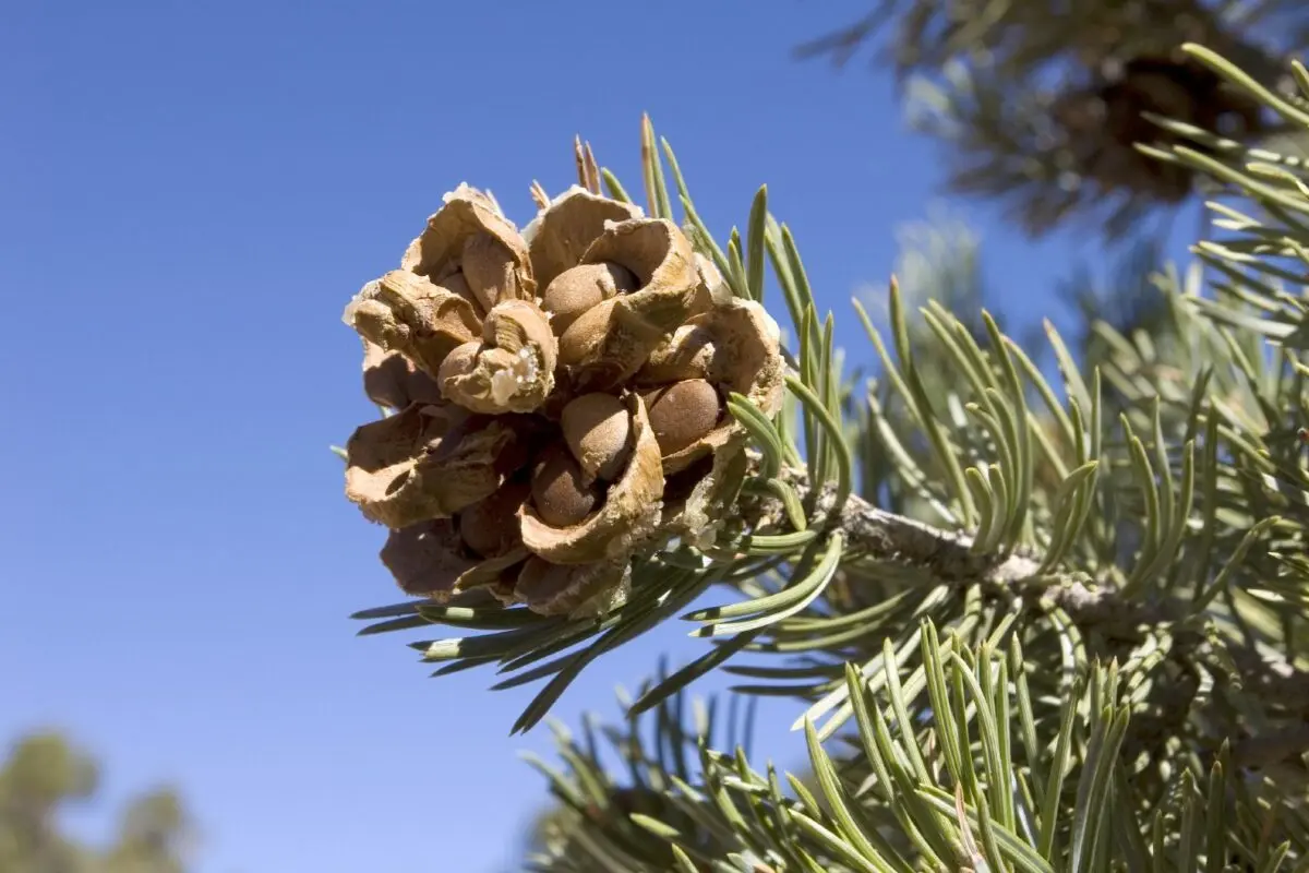 Pine seeds: how to grow pine