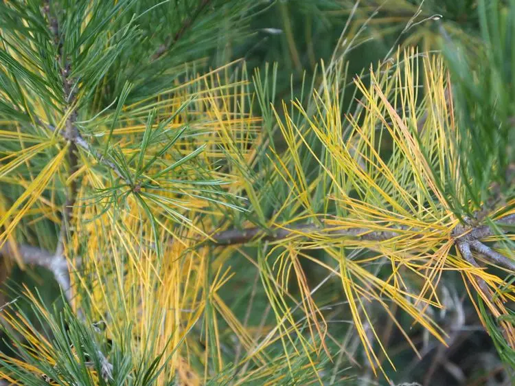 Pine turns yellow: what to do