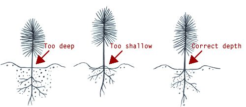 Pines on the site: how to transplant