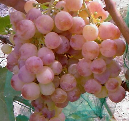 Pink grape varieties: description, photo, early variety