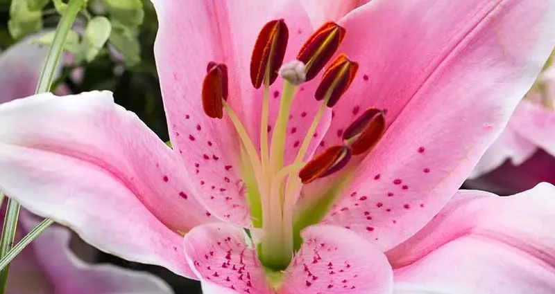 Pink lilies: varieties