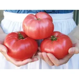 Pink tomatoes: description and reviews