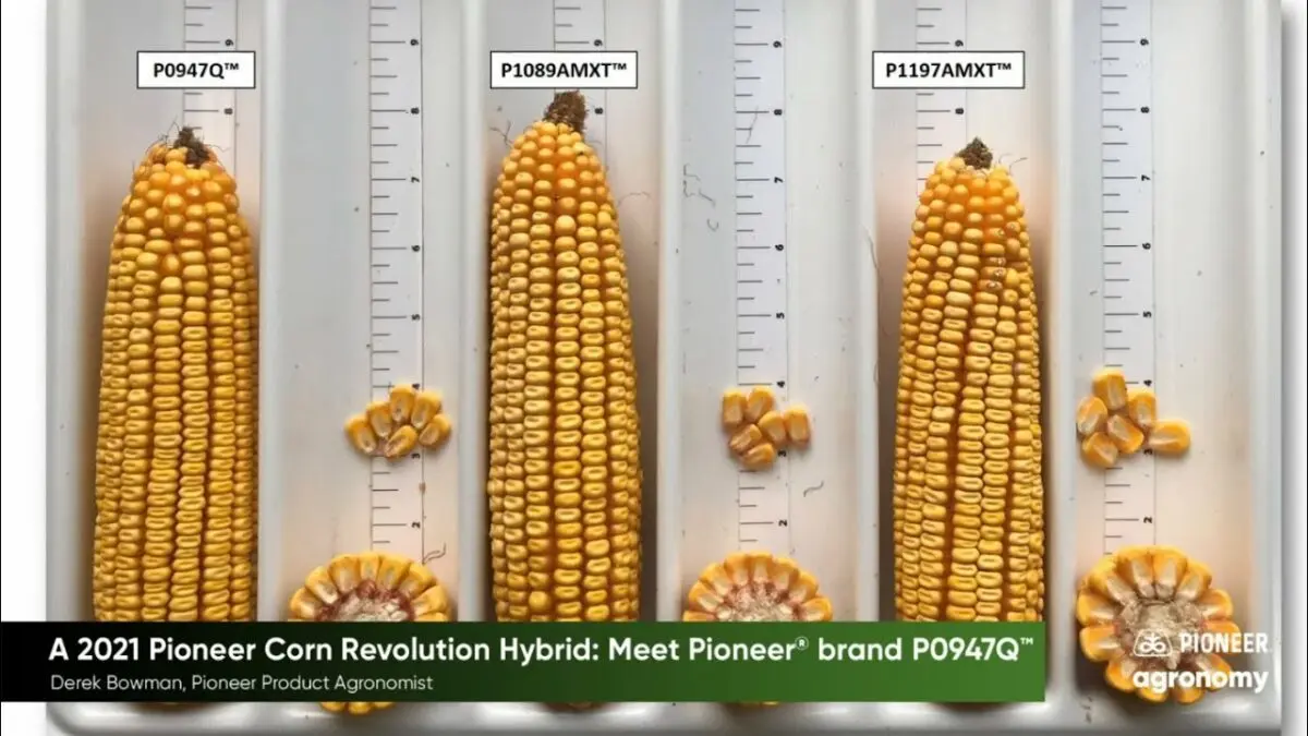 Pioneer corn hybrids: description of hybrids