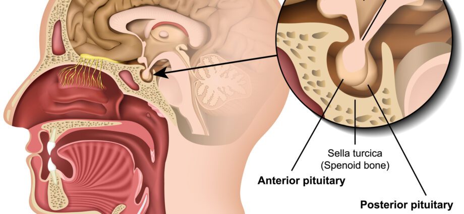 Pituitary gland