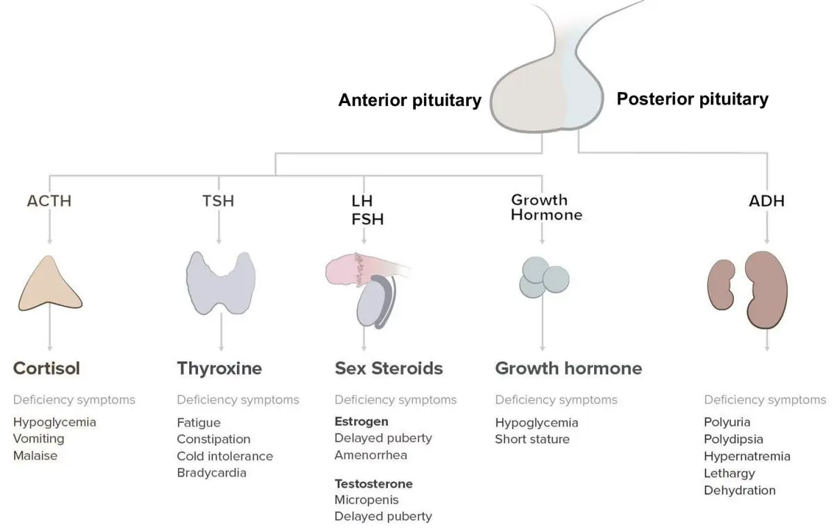 Pituitary insufficiency &#8211; Definitions, causes, symptoms and treatments