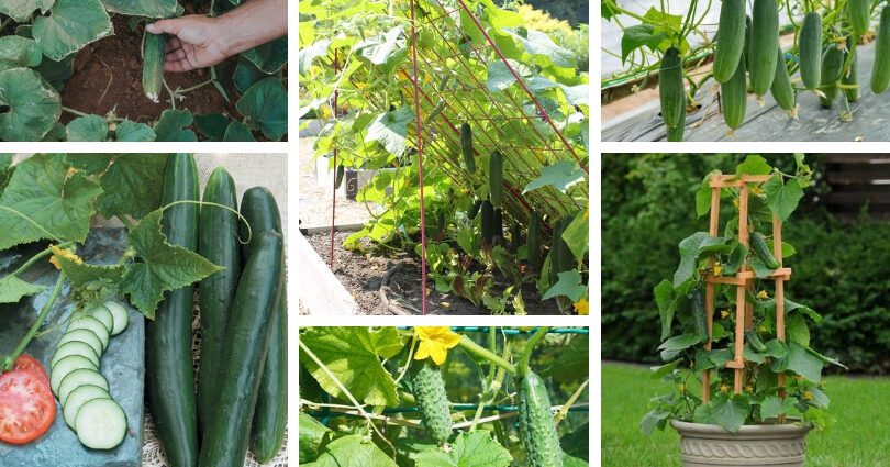 Plant cucumbers secretly and take 13 more for a rich harvest