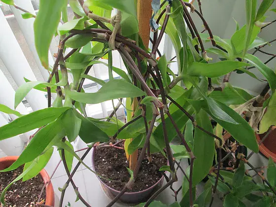 Plant Golden Mustache: growing conditions