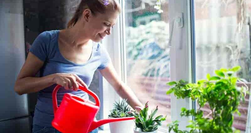 Plant watering practices that have been mistakenly believed to be correct all your life