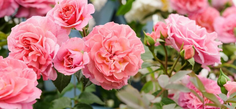 Planting a climbing rose in autumn