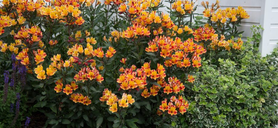 Planting a flower bush alstroemeria