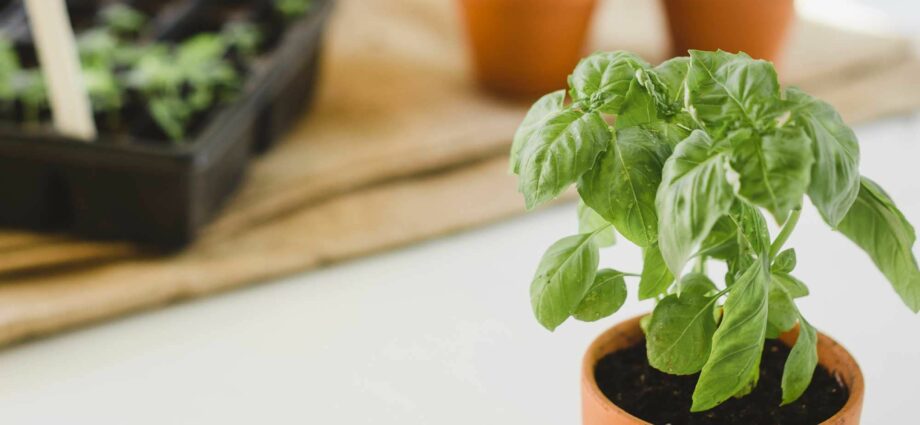 Planting and caring for a basil