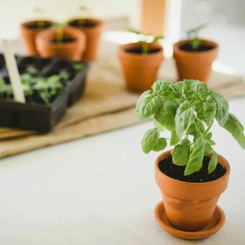 Planting and caring for a basil