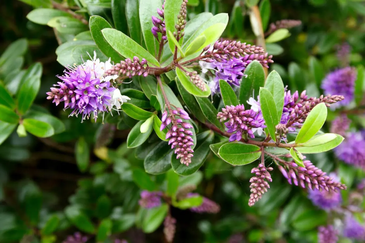 Planting and caring for a hebe flower