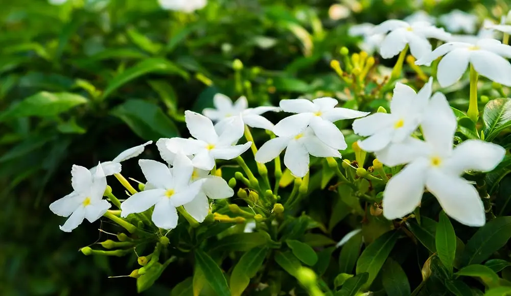 Planting and caring for a jasmine bush
