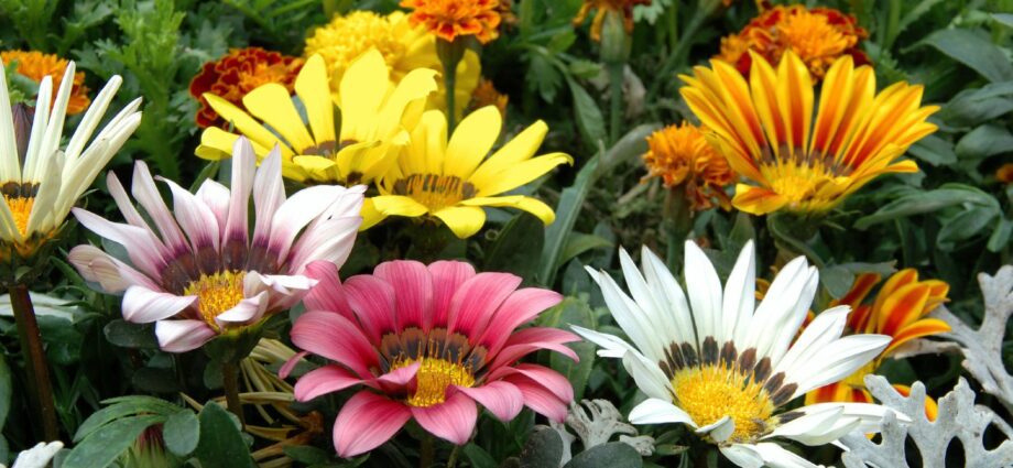 Planting and caring for gazanias in the garden