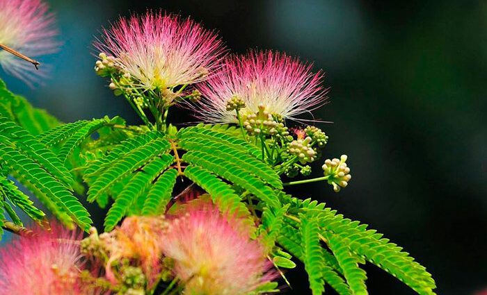 Planting and caring for Lankaran acacia