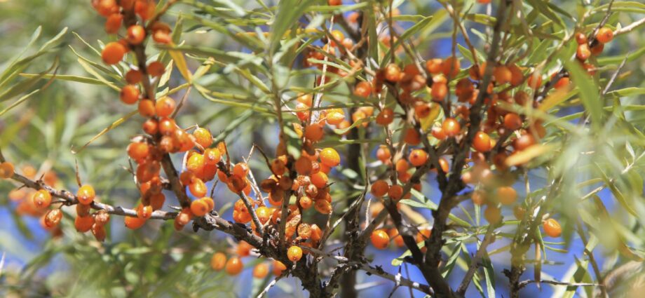 Planting and pruning sea buckthorn in the fall