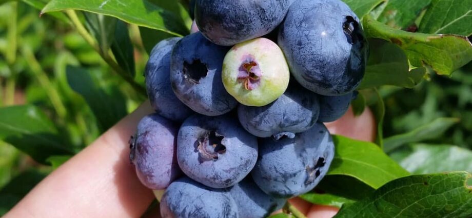 Planting blueberries at their summer cottage: reviews