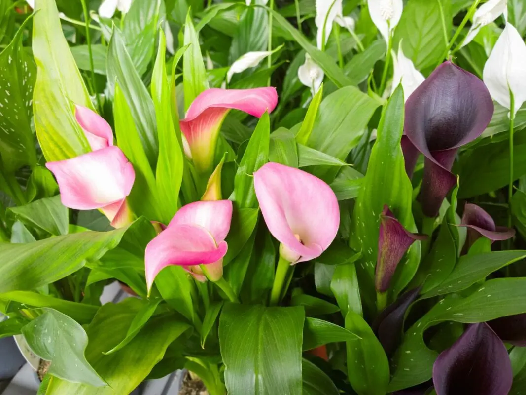 Planting calla lilies and outdoor care