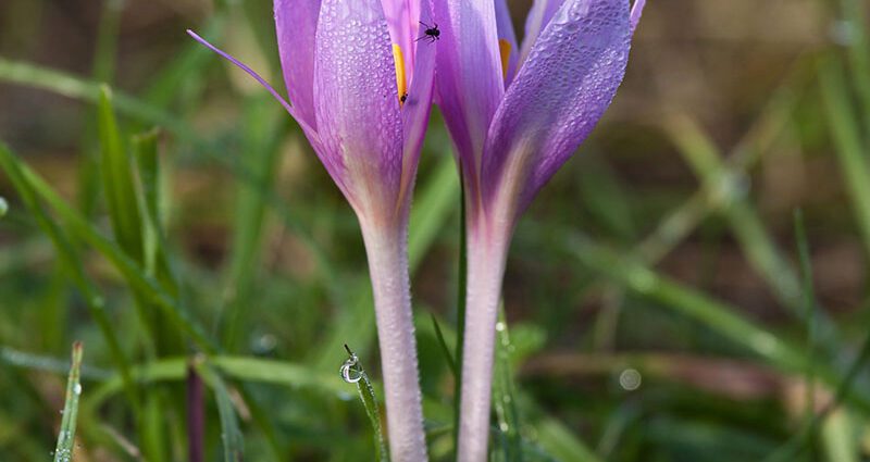 Planting crocuses in autumn