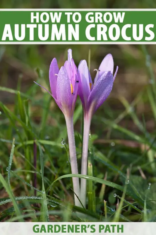 Planting crocuses in autumn