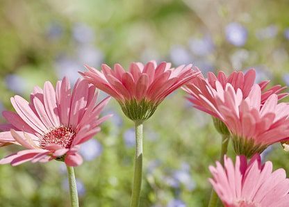 Planting daisies outdoors