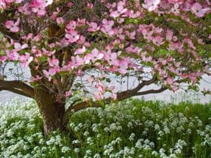 Planting dogwood in the fall