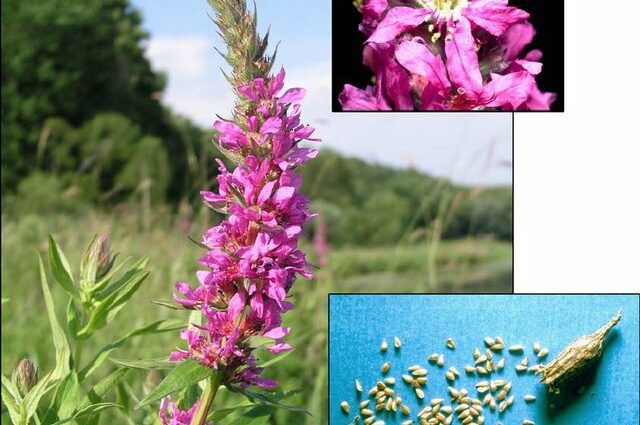 Planting loosestrife in the open field