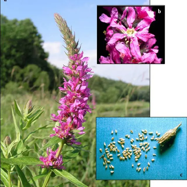 Planting loosestrife in the open field