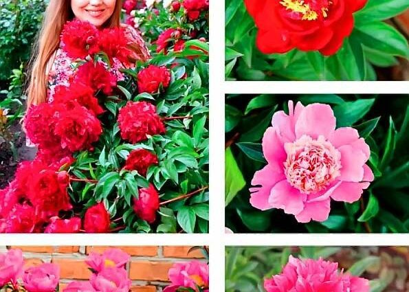 Planting peonies in open ground, care