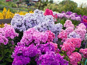 Planting phlox in open ground