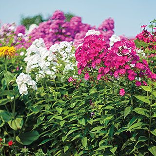 Planting phlox seeds and seedlings