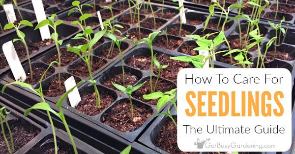 Planting seedlings on seedlings and caring for them in the open field