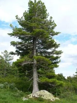 Planting Siberian cedar pine