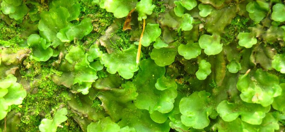 Planting the liverwort ordinary