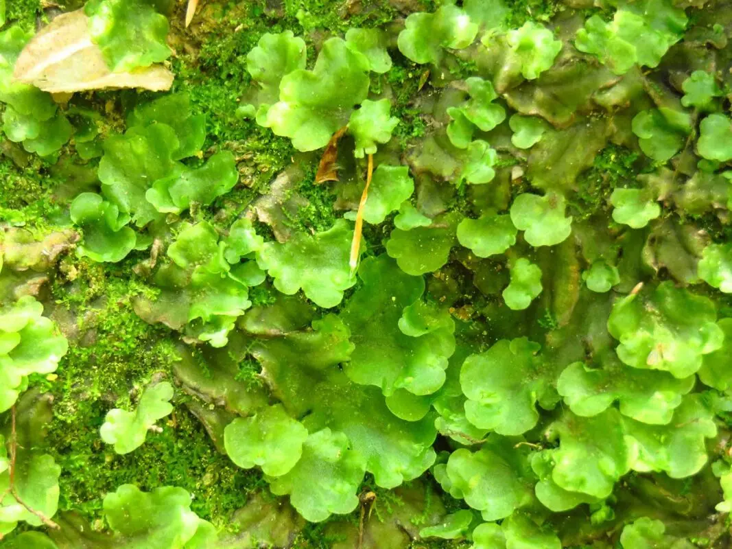 Planting the liverwort ordinary