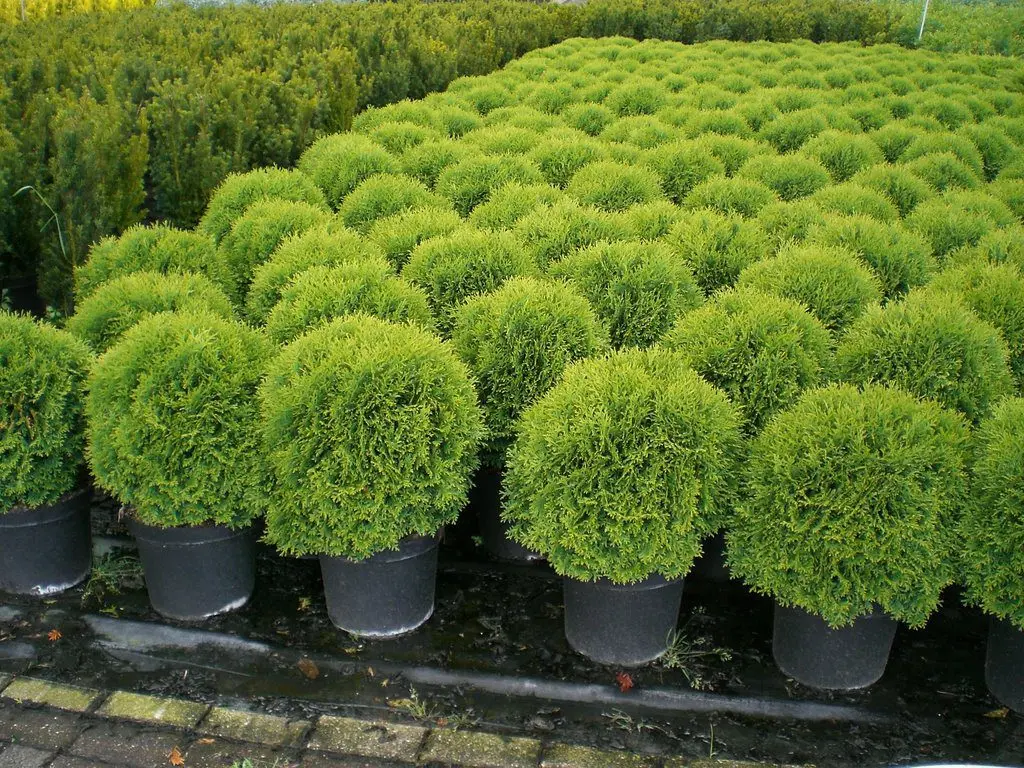 Planting thuja in open ground