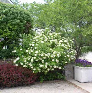 Planting viburnum in the fall and caring for it in the open field