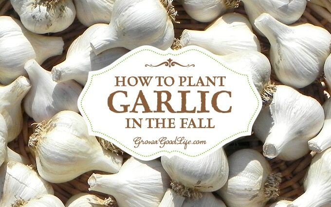 Planting winter garlic: preparation of the garden and care