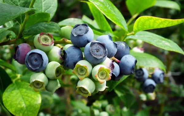 Plants and berries that help with various diseases