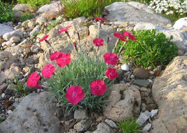 Plants for an alpine slide: names