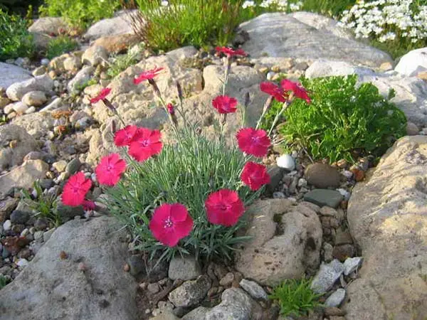 Plants for an alpine slide: names