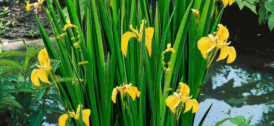 Tumbuhan untuk takungan: iris paya