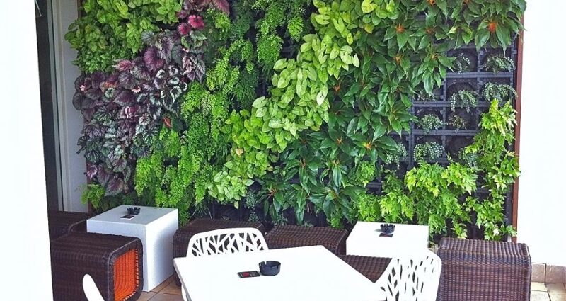 Plants for vertical gardening in the apartment