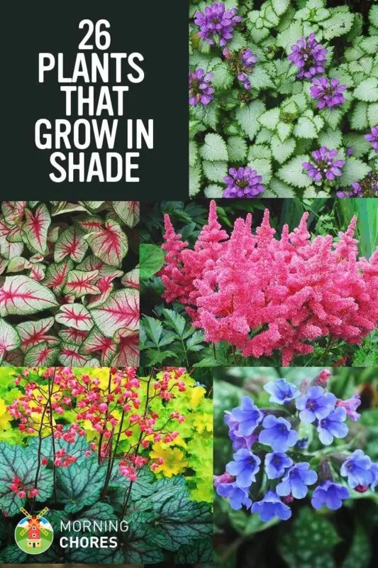 Plants growing in the shade